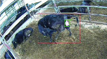 分娩房に2頭いる状態での羊膜の検出例